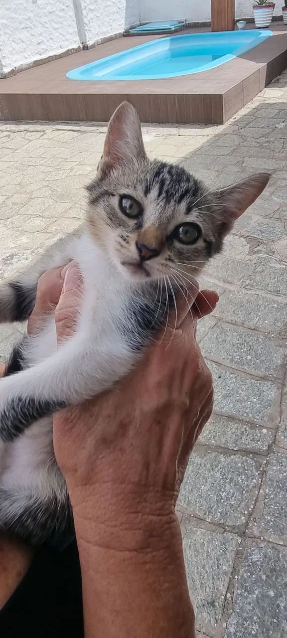 Doação de Gatinhos Misto Siamês