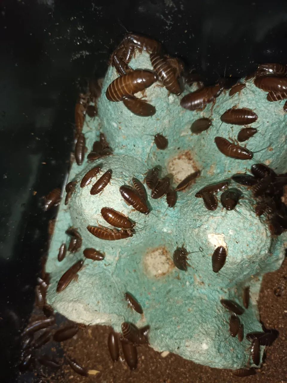 Baratas sinerea africana