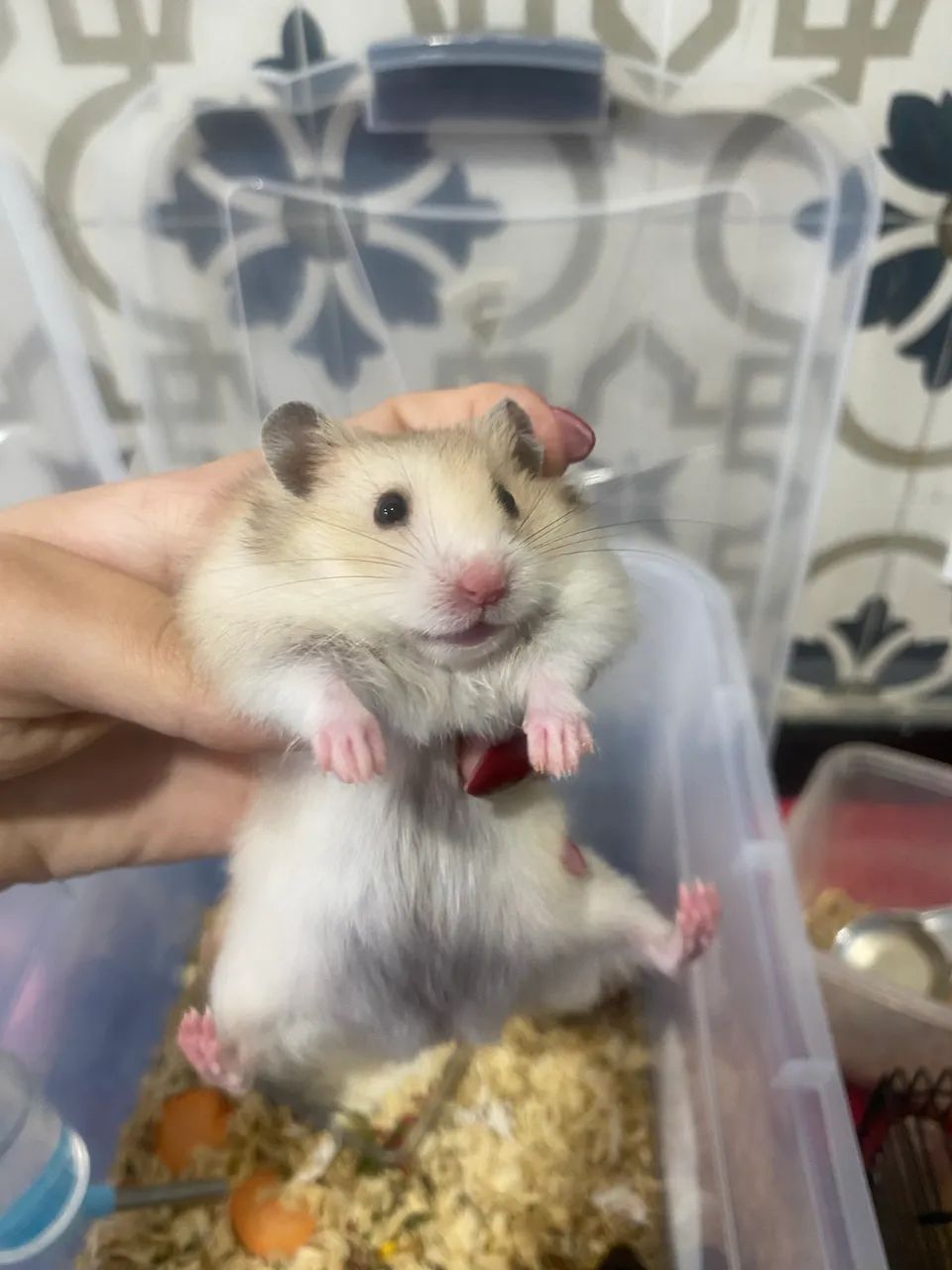 Hamster 
