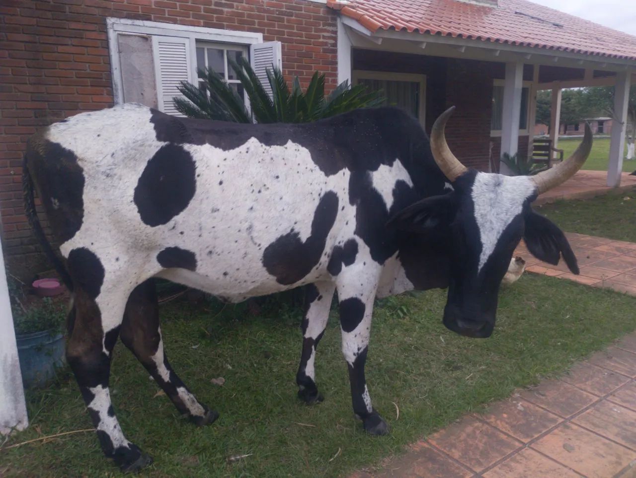 Vendo essa vaca 1
