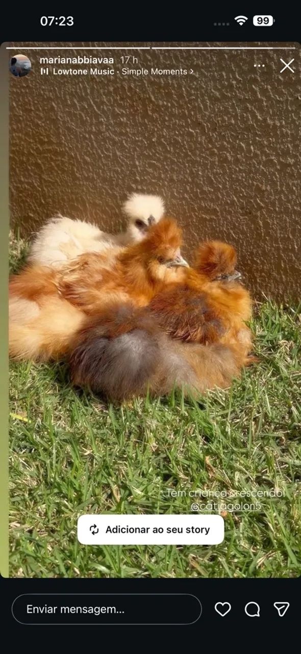 Sedosas silkies e polonesaa  - Foto 5