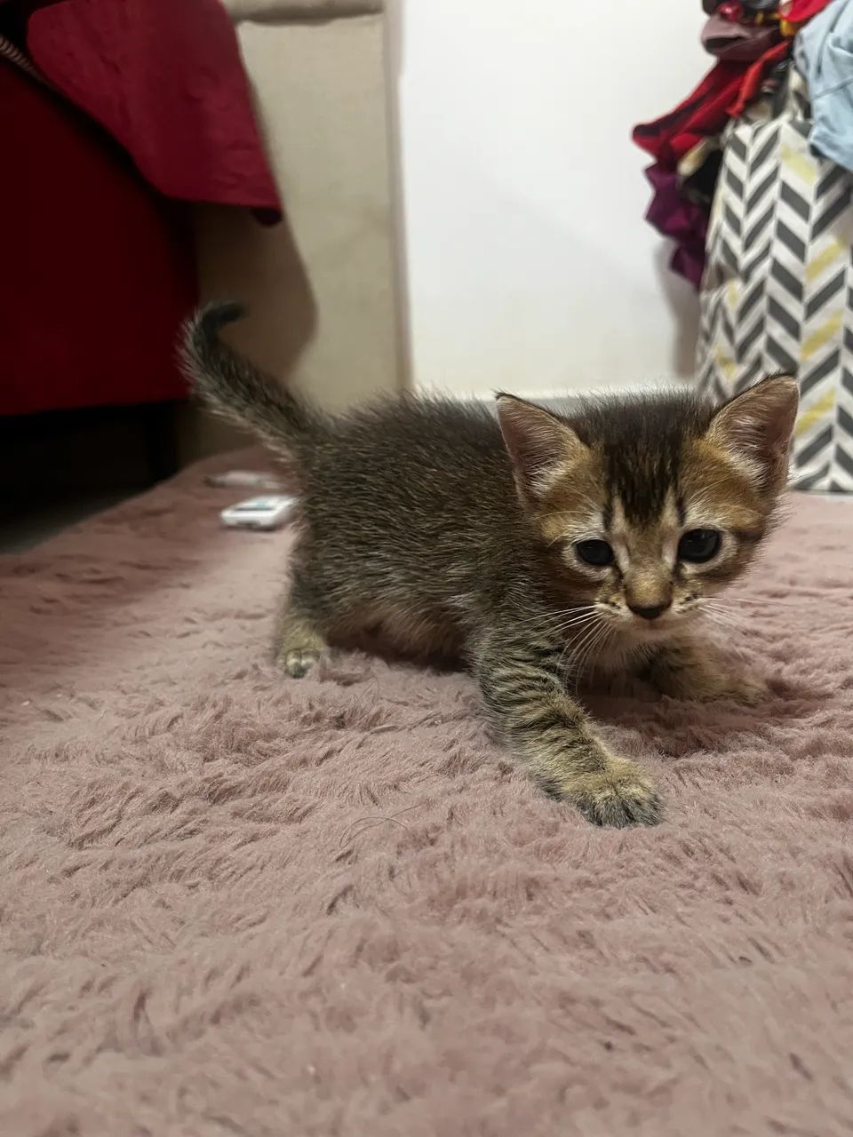 Doação de gato  - Foto 2