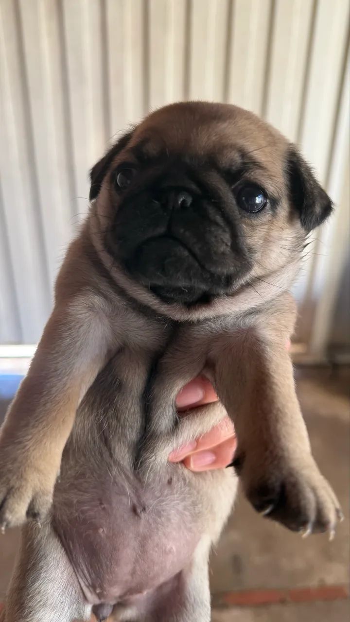 Pug - Foto 2