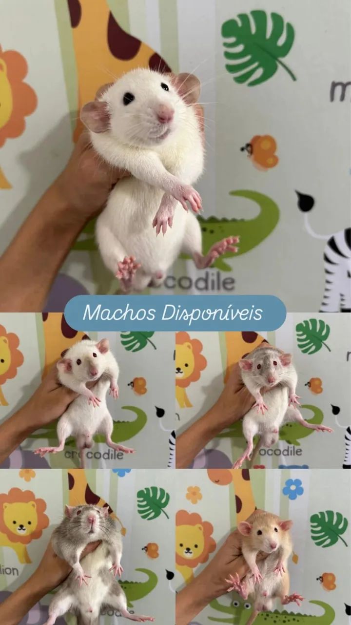 Ratinho de Laboratório - Foto 2
