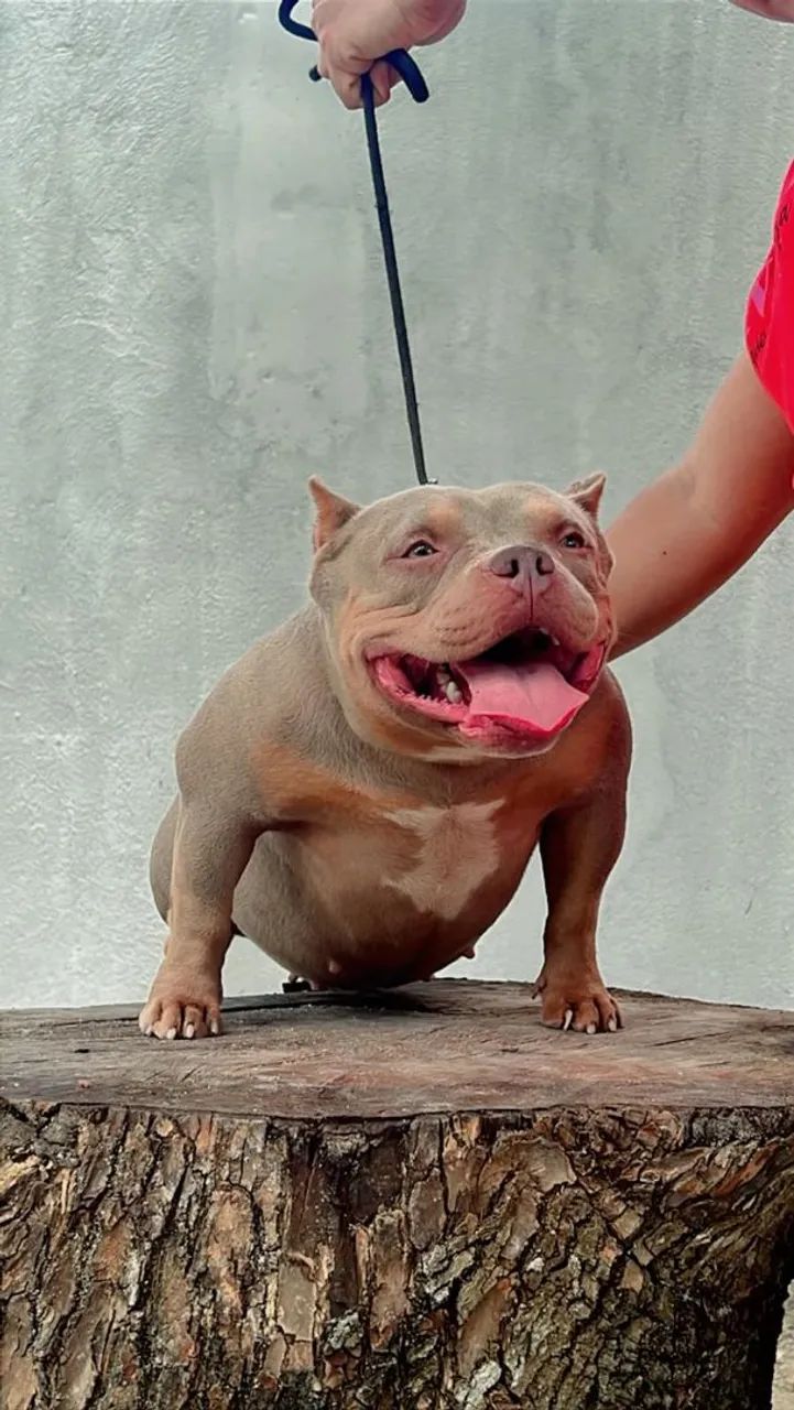 American Bully Micro - Para vender HOJE - Foto 4