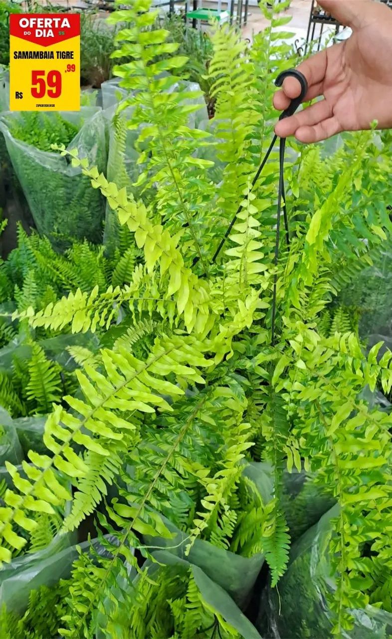 Samambaia Tigre promoção!!!