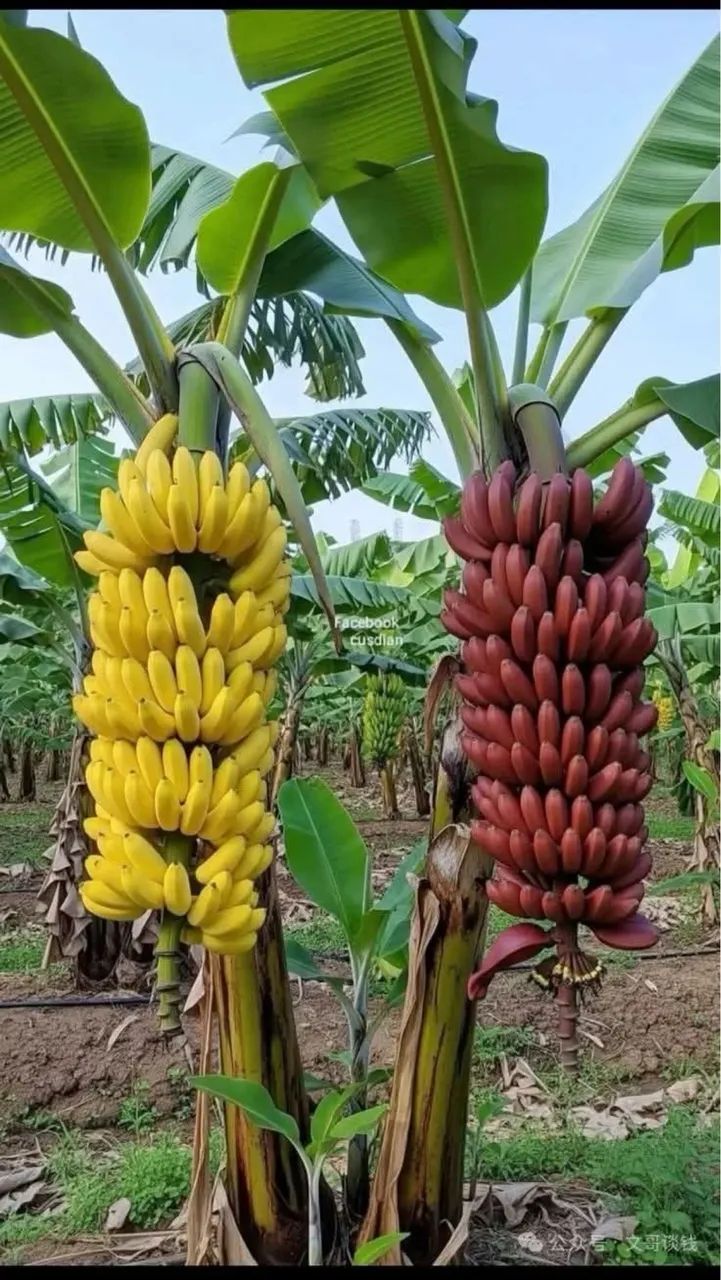 Mudas de bananas exóticas  - Foto 4