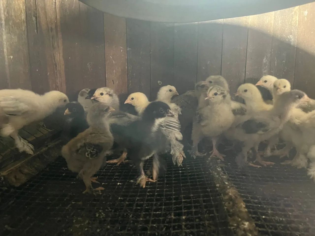 Pintinhos e frangos de Brahma  - Foto 2