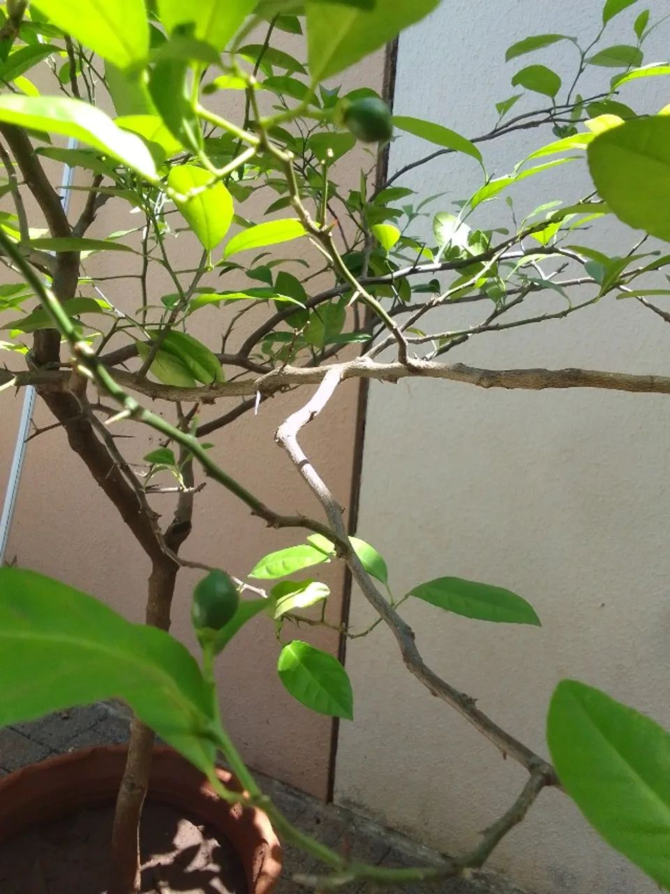 Vendo muda limão rosa - Foto 2