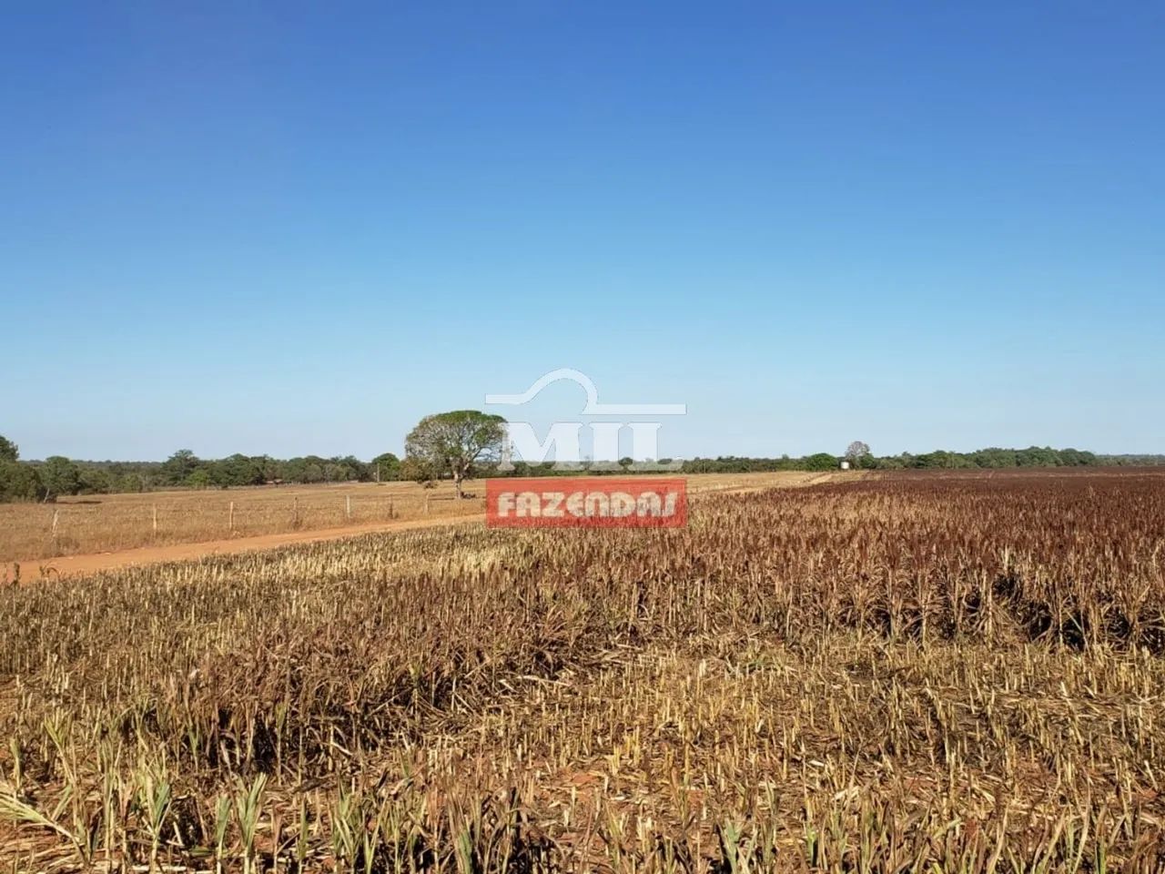Fazenda em Araguaçu-TO - Foto 5