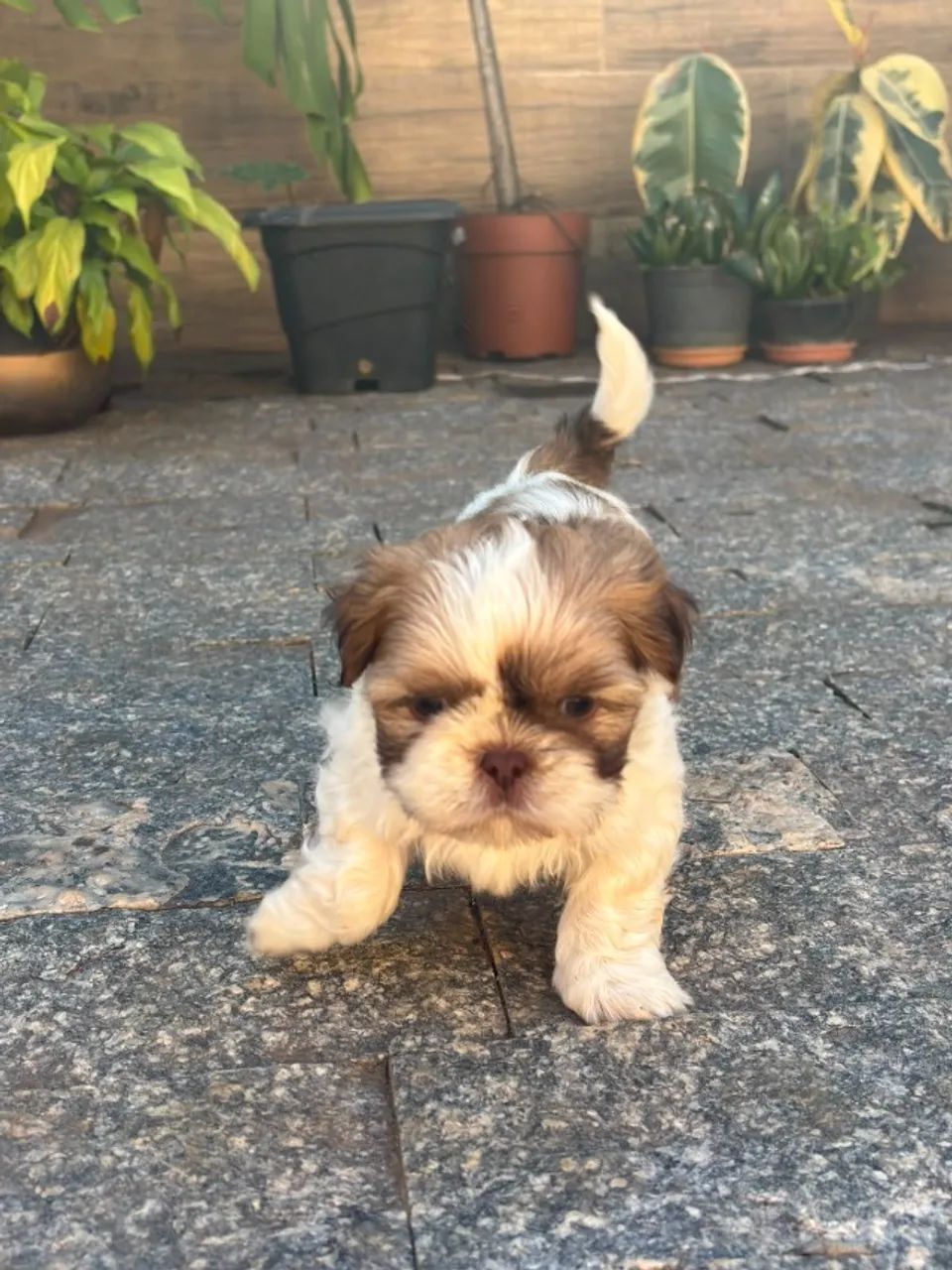 Shitzu - Foto 3