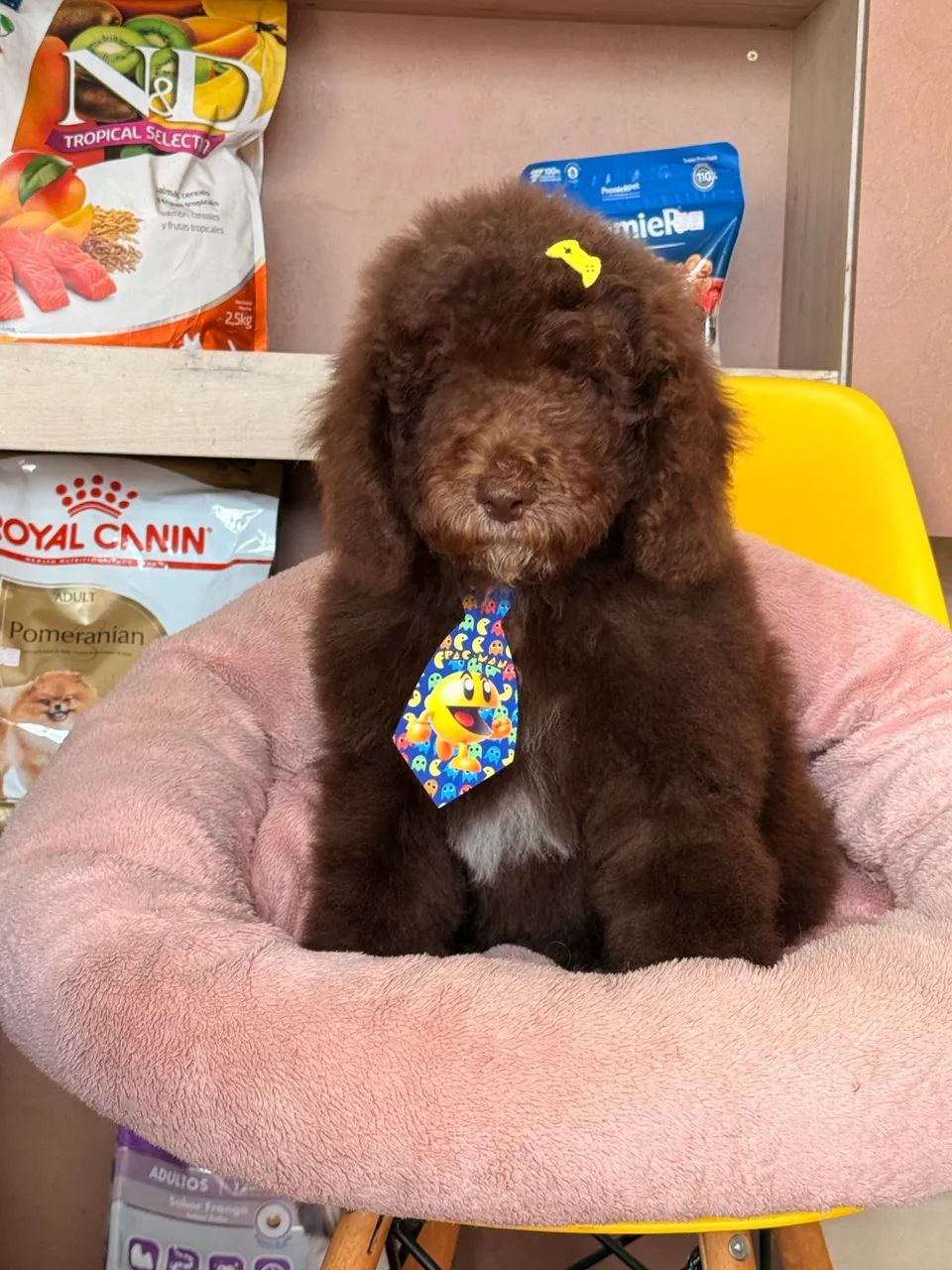 Poodle Standard/Gigante  - Foto 3