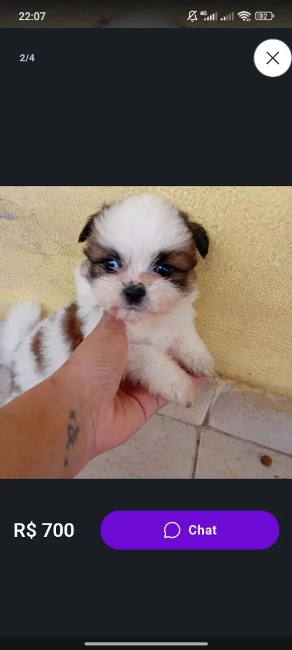Shitzu macho e fêmea já vermifugado  - Foto 2