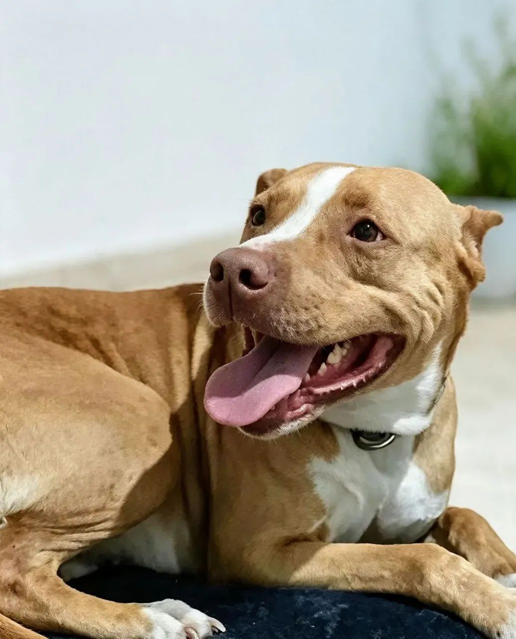 Venda cachorro  - Foto 2