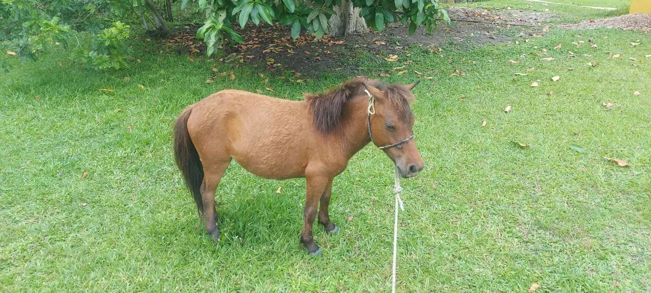 Pôneis exóticos  - Foto 5