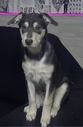 Doação de cachorro