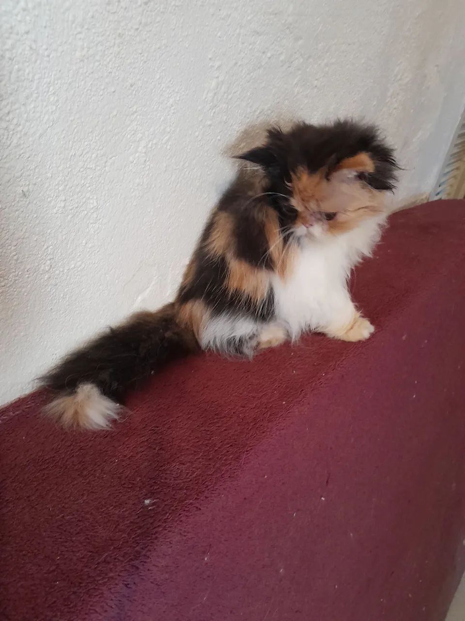 Gatinhas persas pelos longos  - Foto 2