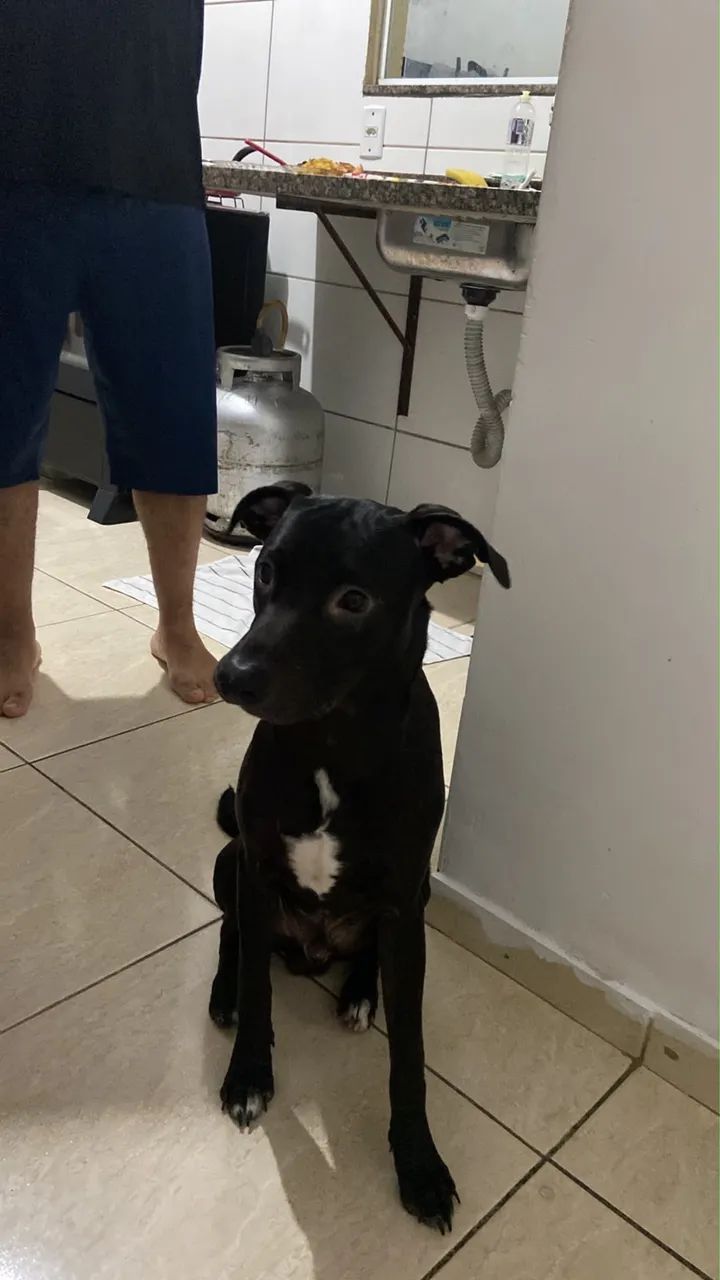 Adoção Responsável  - Foto 2