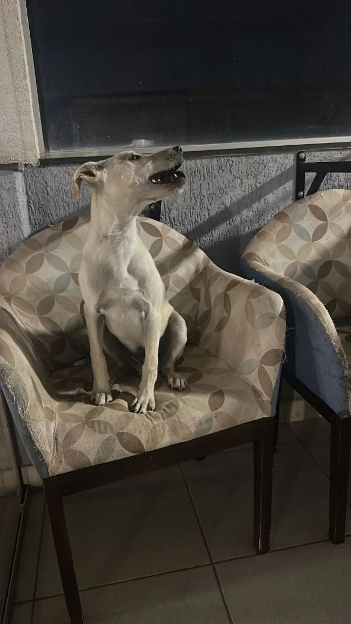 Doação de cachorro  - Foto 3