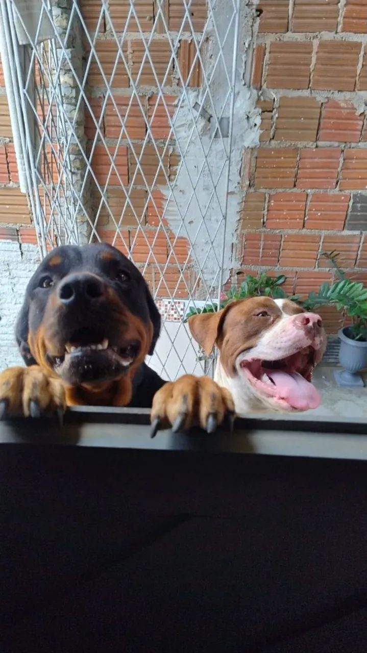 Bandog  - Foto 2