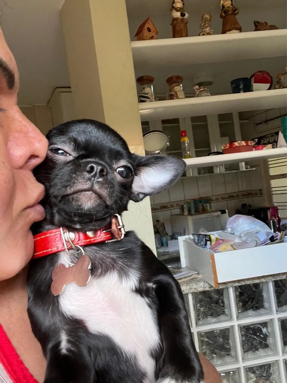 Chihuahua macho  - Foto 4