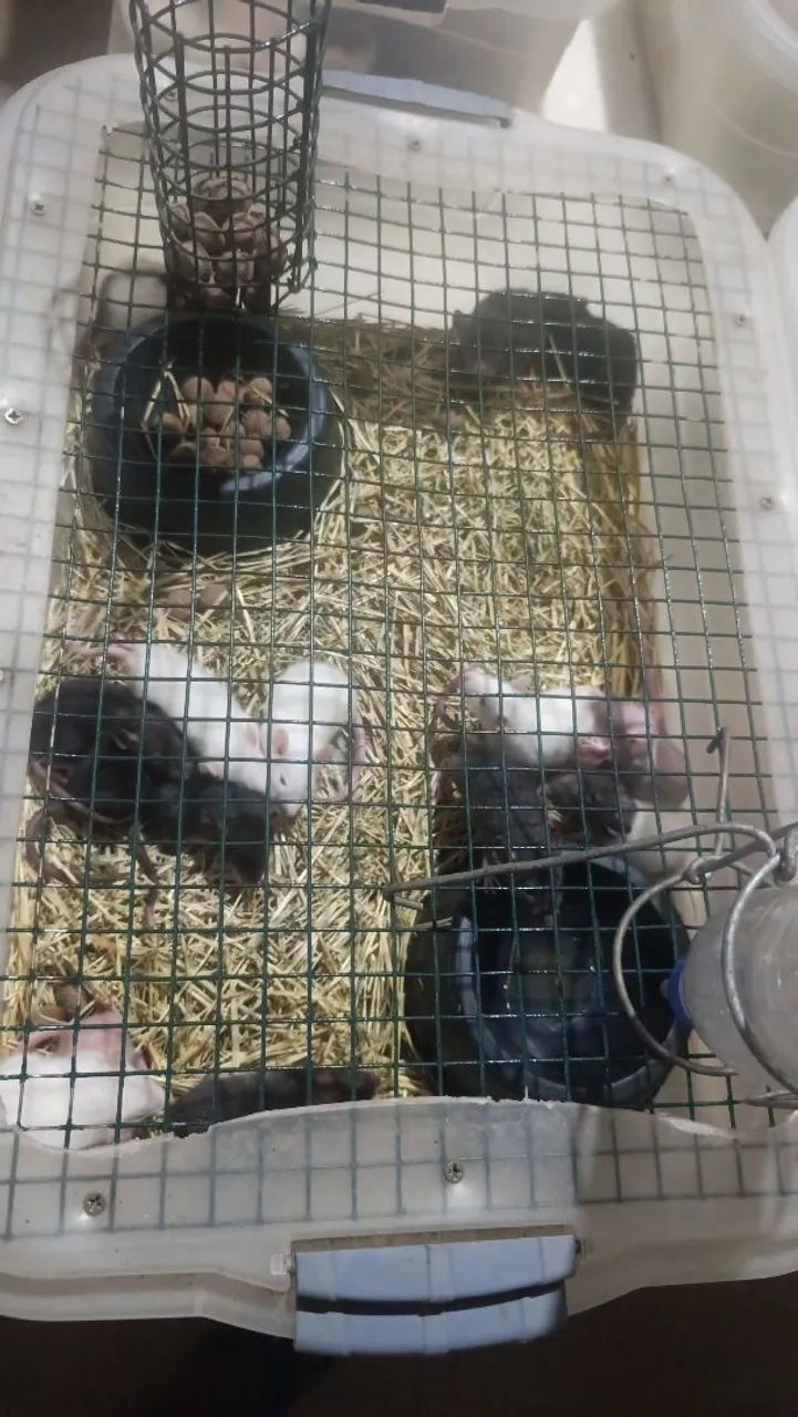 Rato twister  - Foto 2