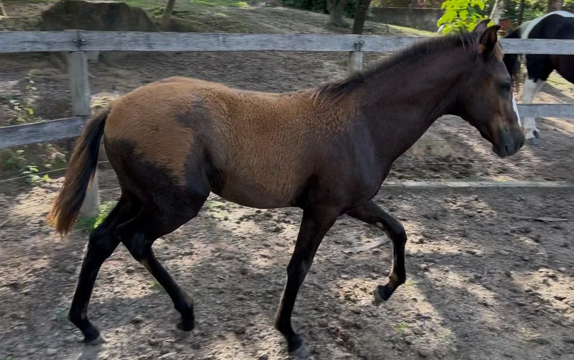 Potro Mangalarga neto do Fator da cavarú retã  - Foto 3