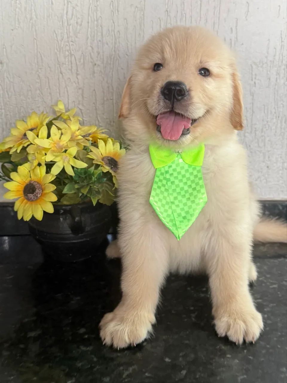 Golden retriever com pedigree Macho 