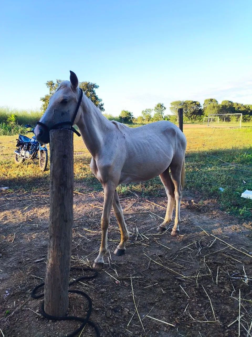 Vendo potra - Foto 3