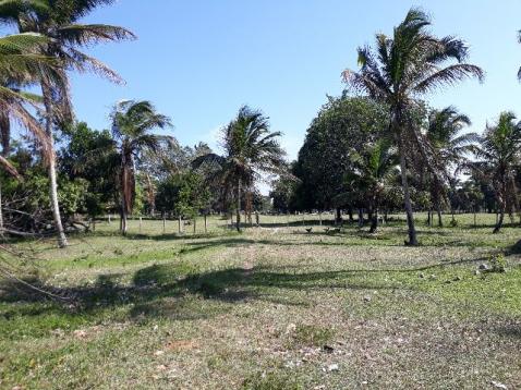 Fazenda 85 hec Vendo com Porteira Fechada - Foto 10
