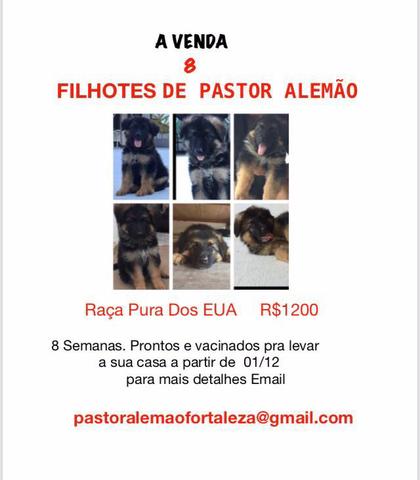 Filhotes de Pastor Alemão pura