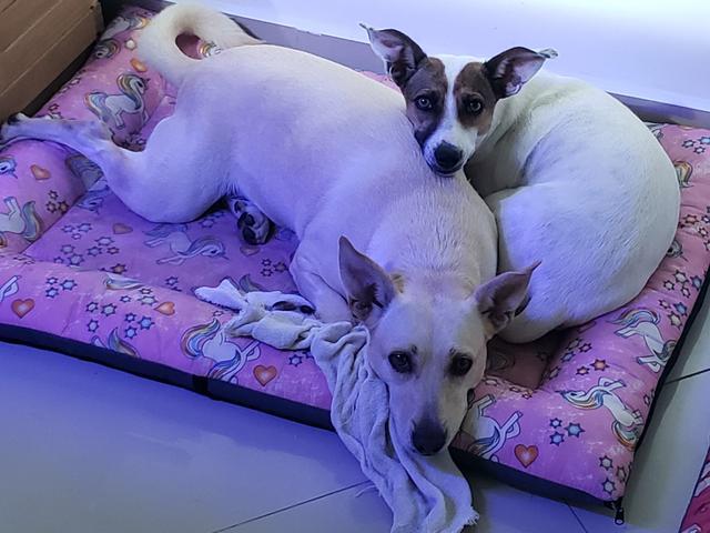 Cuido do seu PET - Foto 2