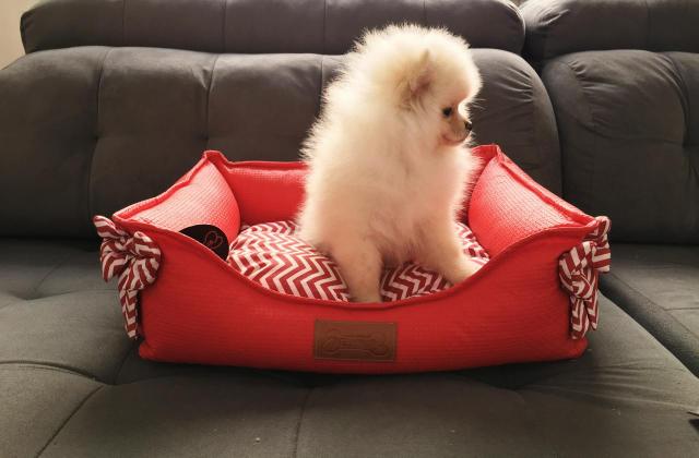 Lindos filhotes de Spitz Alemão anão Lulu da Pomerania anão - Foto 4