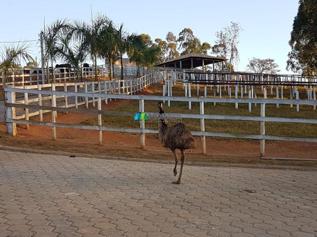 Fazenda / haras / pecuária leiteira - 20 hectares - piedade dos gerais (mg) - Foto 9