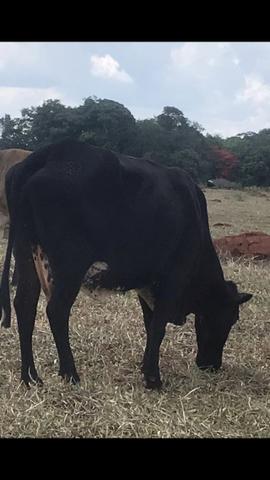 Vacas de leite - Foto 4