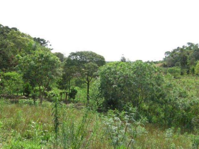 Chácara para Venda, 71.959,20 m², Piên / PR, bairro Poço Frio, 3 dormitórios - Foto 7