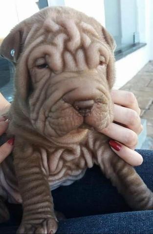 Sharpei Mini Cachorros E Acessorios Centro Cascavel 605449119 Olx