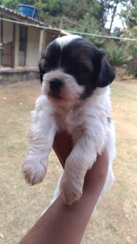 Lhasa apso fêmea - Foto 6