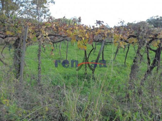 Terreno em caxias do sul - Foto 2