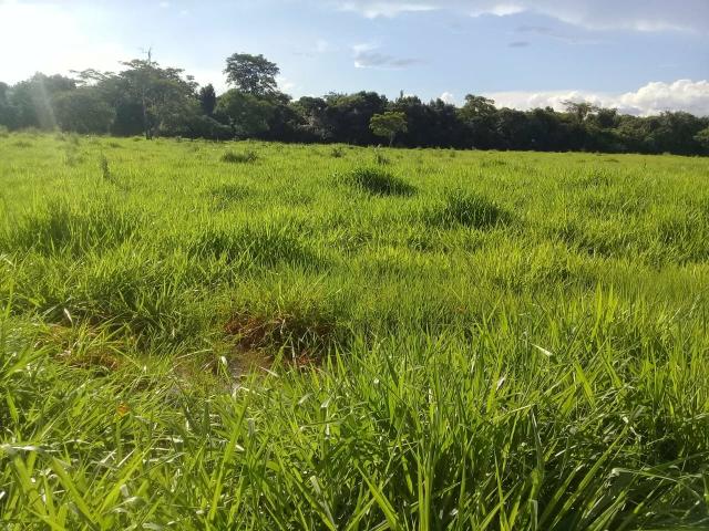 Fazenda 80 hectares próximo a Cuiabá - Foto 11