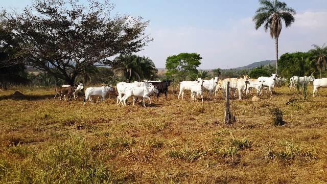 Fazenda 142 ha Serra de São Vicente MT - Foto 7