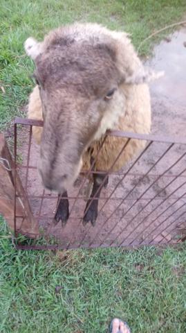Estou vendendo um casal de Carneiro - Foto 2