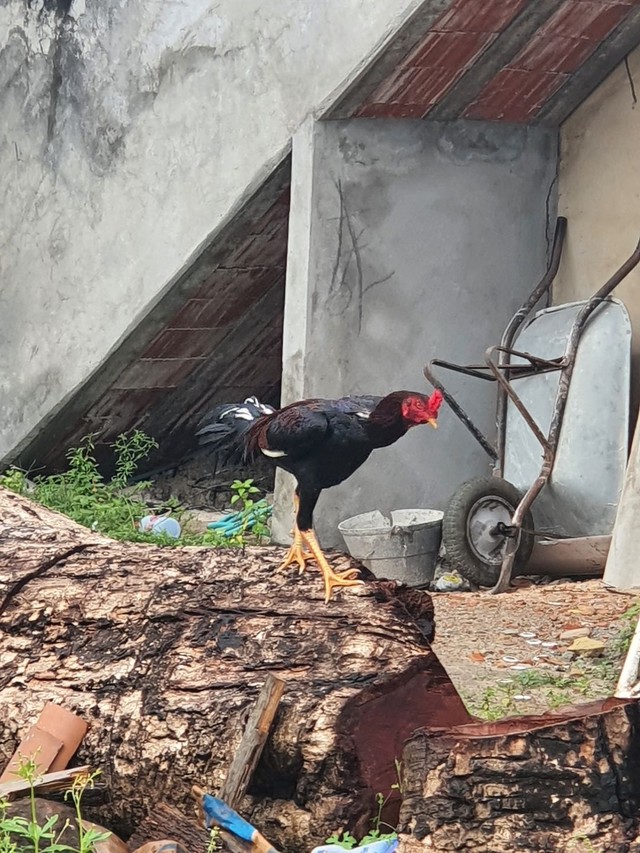 Galo de Raça Novo