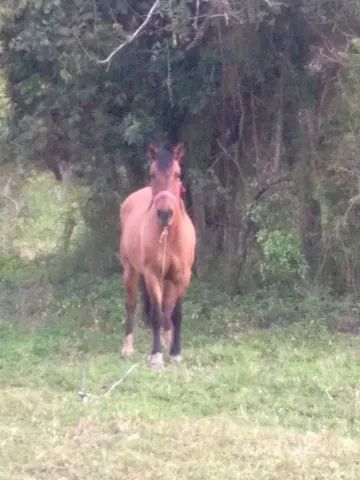 Vendo egua 1200, ou troco por ovelhas.