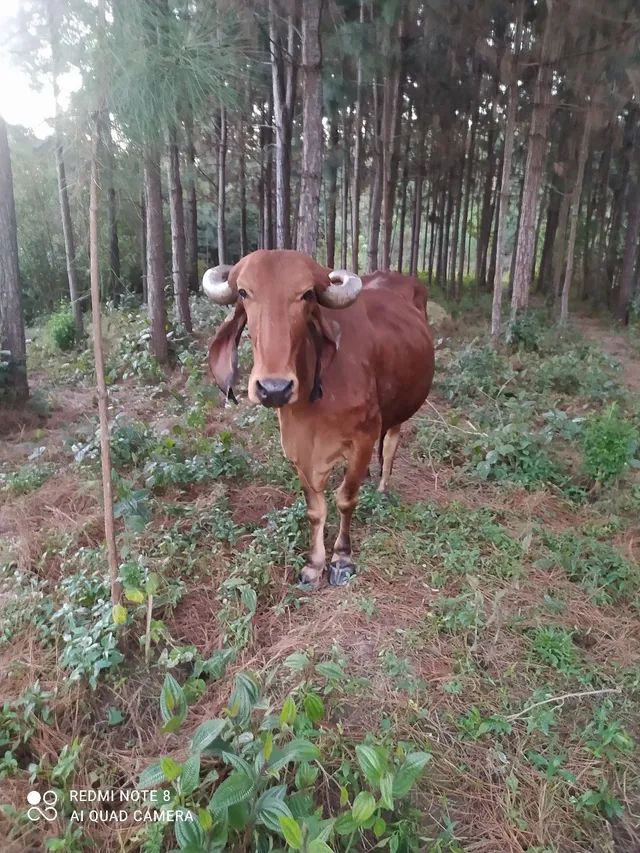  Vaca raça gir leiteiro 