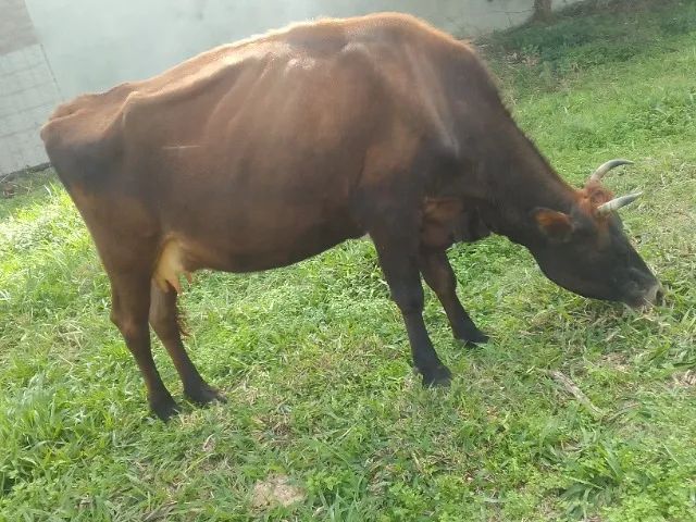 Vendo vaca leiteira 