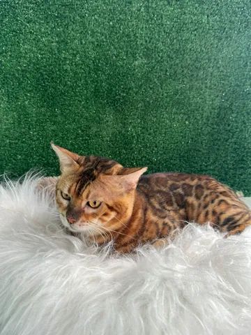 Bengal - Foto 5