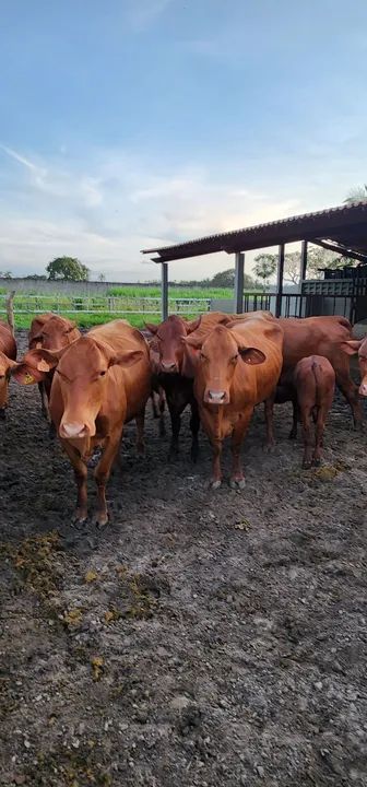 Venda permanente de Gado Senepol - Foto 3