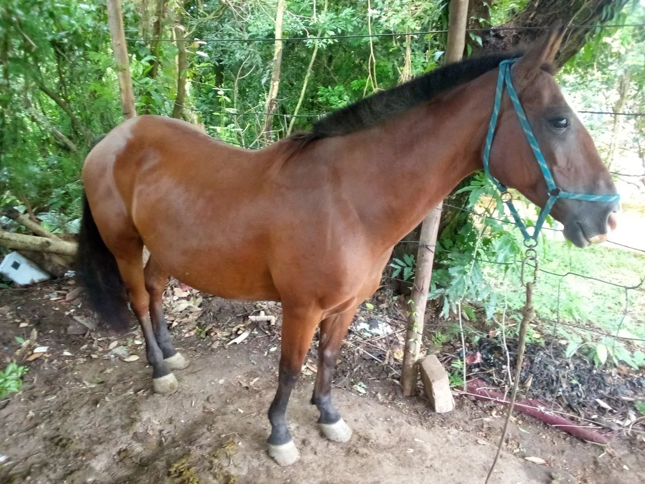 Cavalo - Foto 3