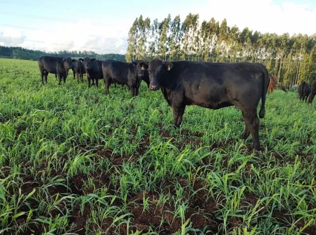 Novilhas Aberdeen Angus Com Atestado De Prenhes - Foto 2